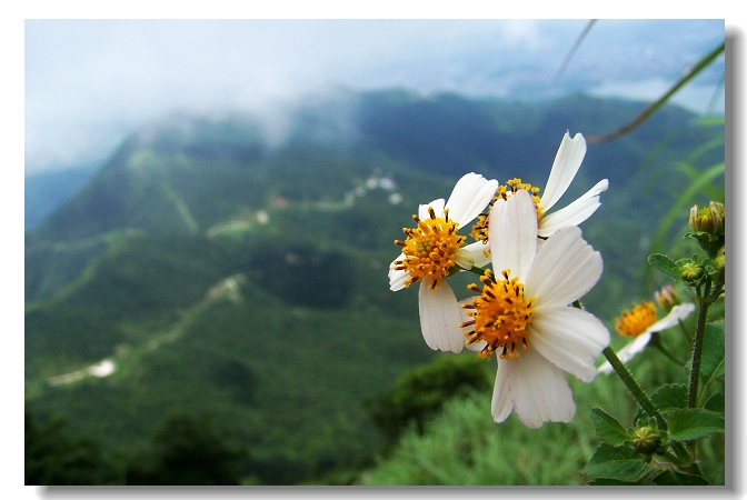 公司梧桐山登山活动